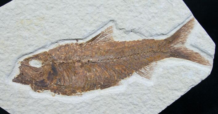 Knightia Fossil Fish - Wyoming #7586